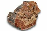 Polished, Petrified Wood (Araucarioxylon) - Arizona #244080-1